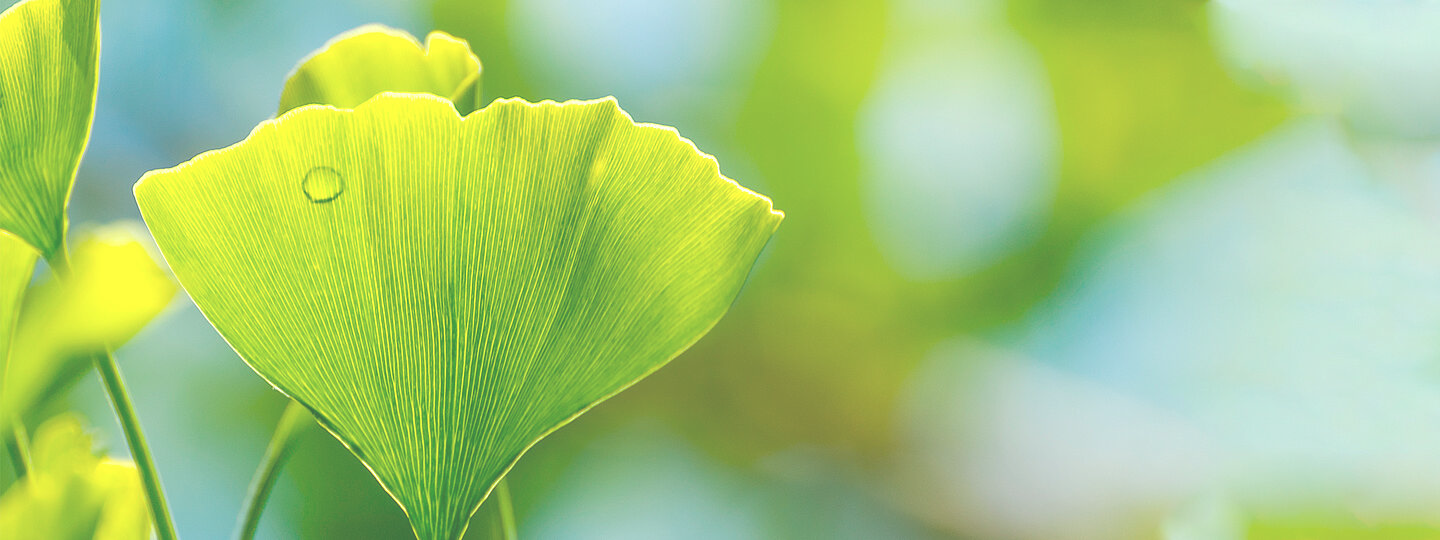 NATURHEILVERFAHREN und  HOMÖOPATHIE
